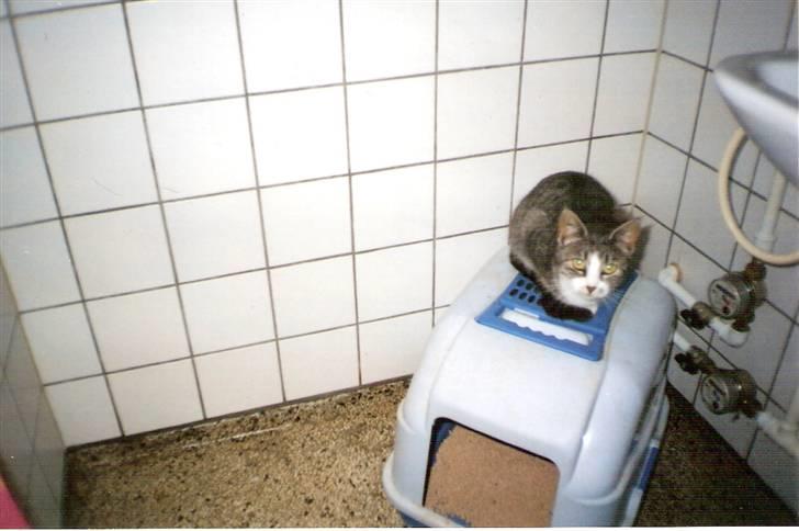 Blanding af racer blomst - blomst på badeværelset 2003 billede 9