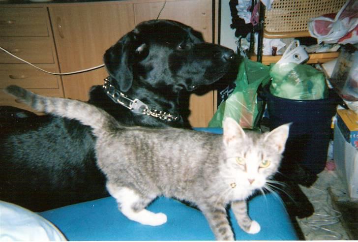 Blanding af racer blomst - blomst og bamse 2002 billede 10