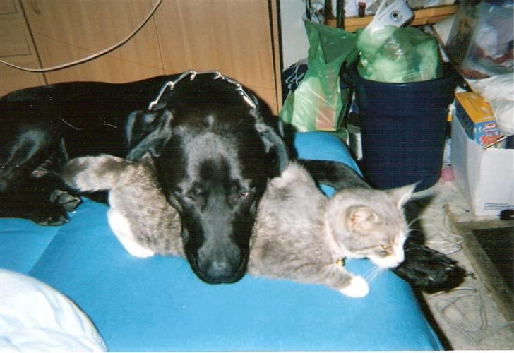 Blanding af racer blomst - blomst og bamse rigtig gode venner billede 11