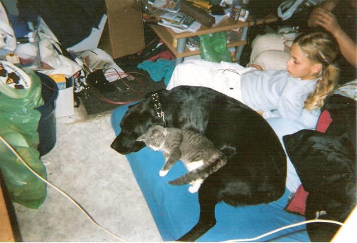 Blanding af racer blomst - ja man kan vel også blive træt 2002 billede 12