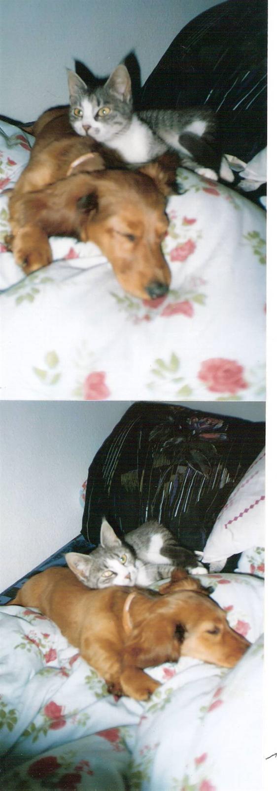 Blanding af racer blomst - blomst og mila ligger lige og tager en slapper 2003 billede 13