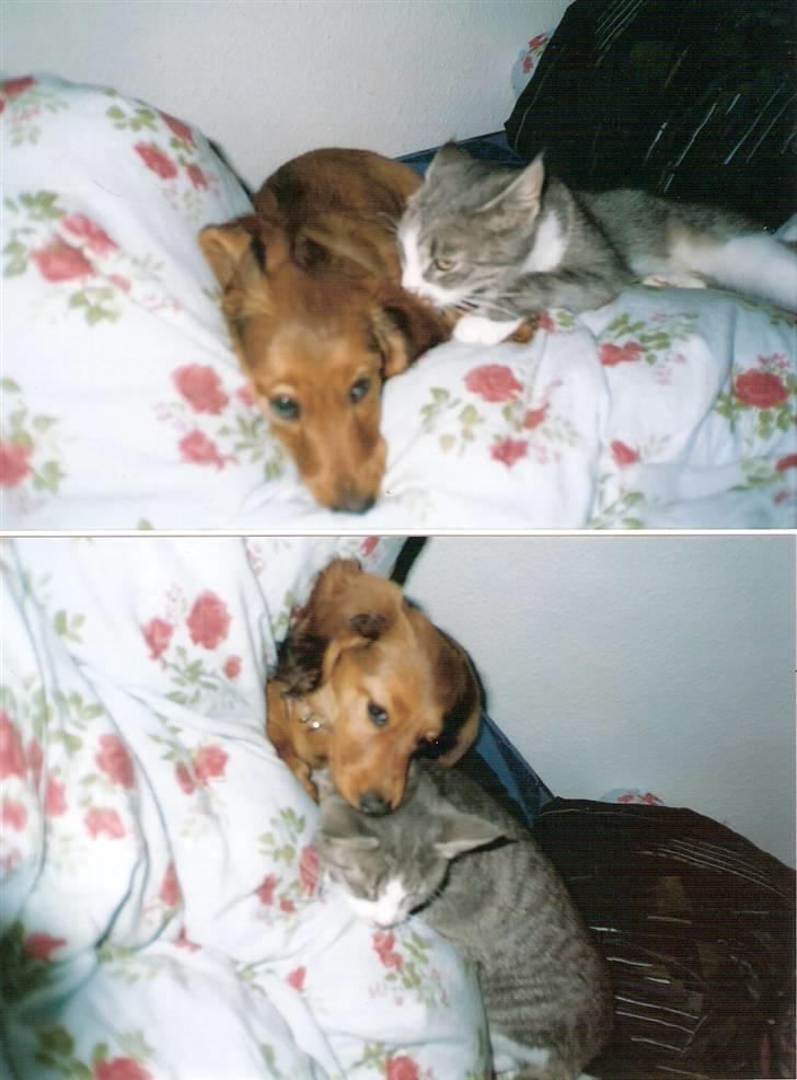 Blanding af racer blomst - blomst elsker sit "reseve barn " 2003 billede 14