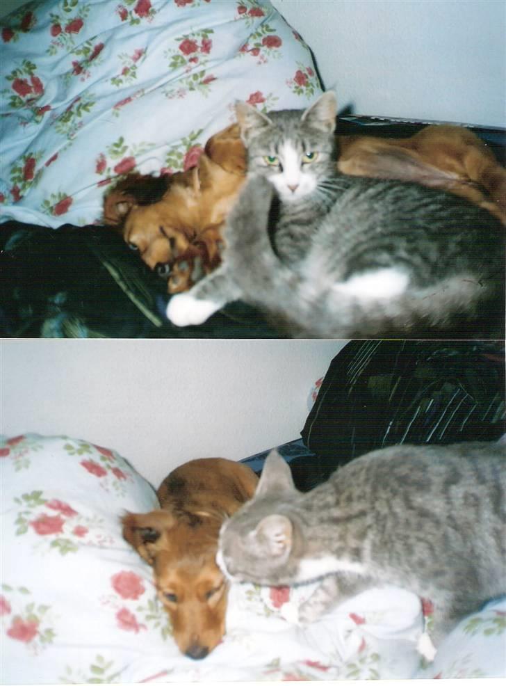 Blanding af racer blomst - er de ikke bare dejlig 2003 billede 15