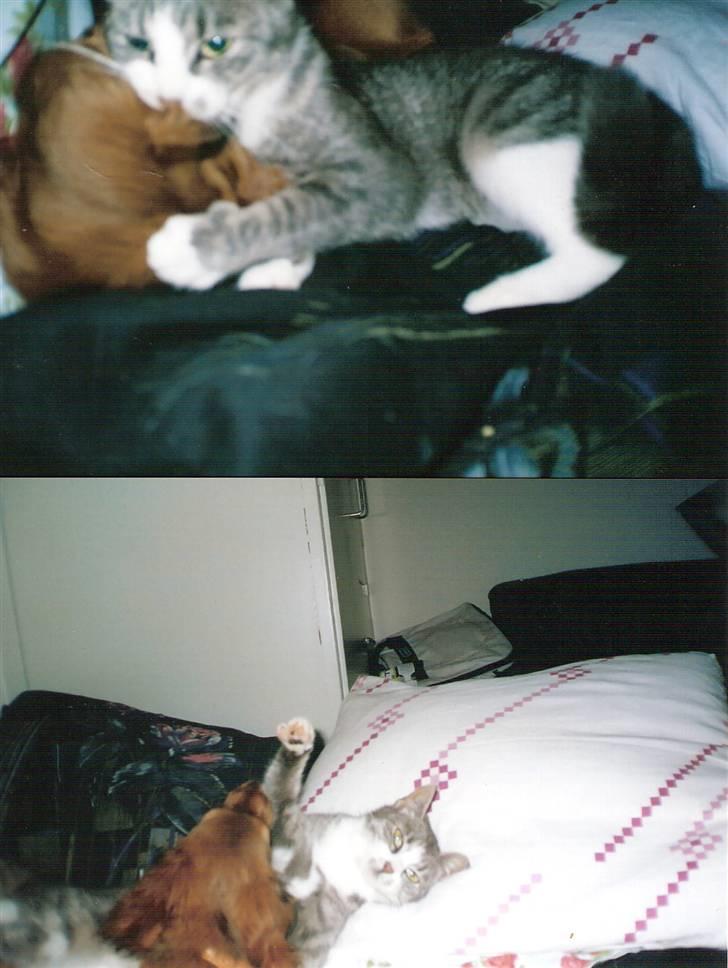 Blanding af racer blomst - du mila skal vi ikke lige lege lidt? 2003 billede 16