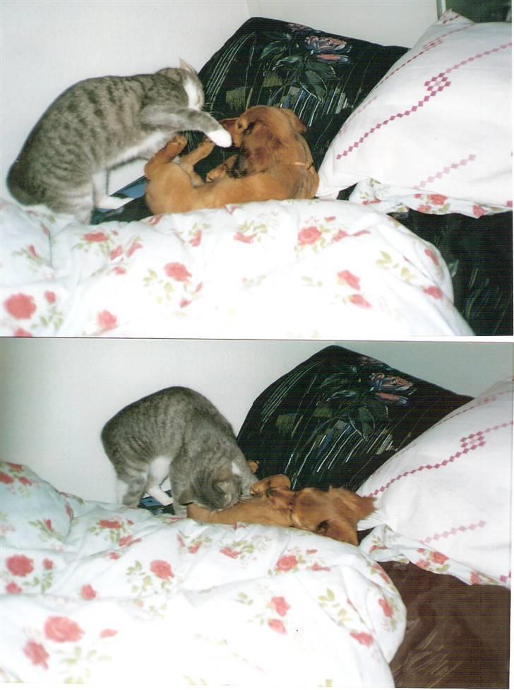 Blanding af racer blomst - ja så leger de 2003 billede 17