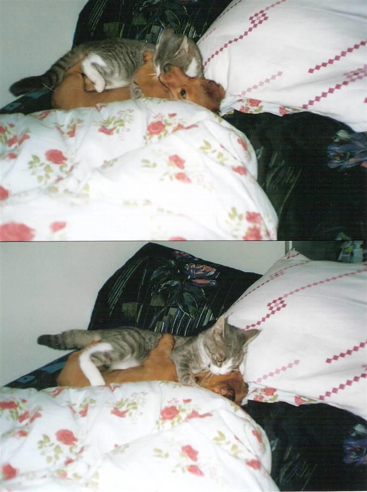 Blanding af racer blomst - mila og blomst leger 2003 billede 18