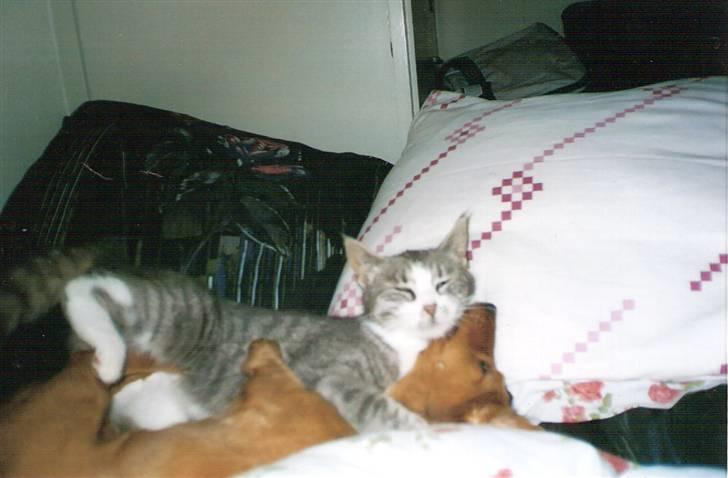 Blanding af racer blomst - ja også sover man så godt bagefter 2003 billede 19