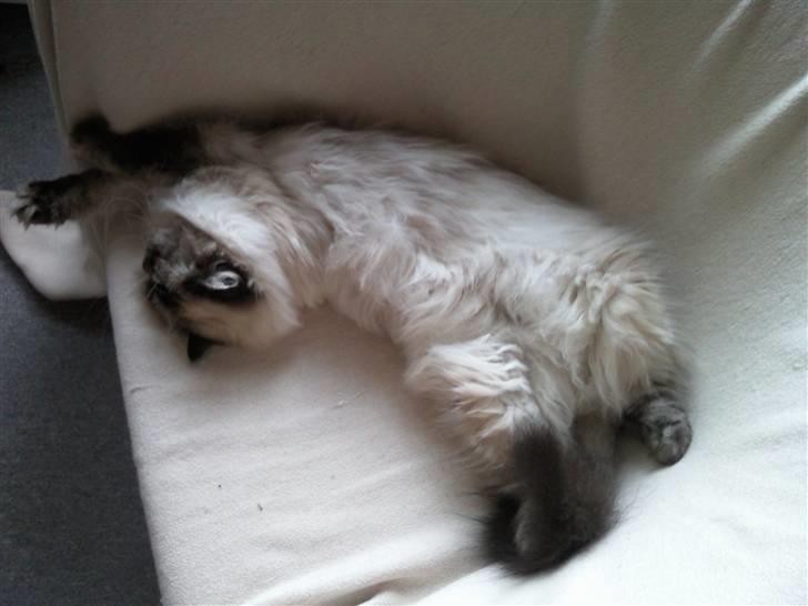 Hellig Birma Wehnerts Max billede 12