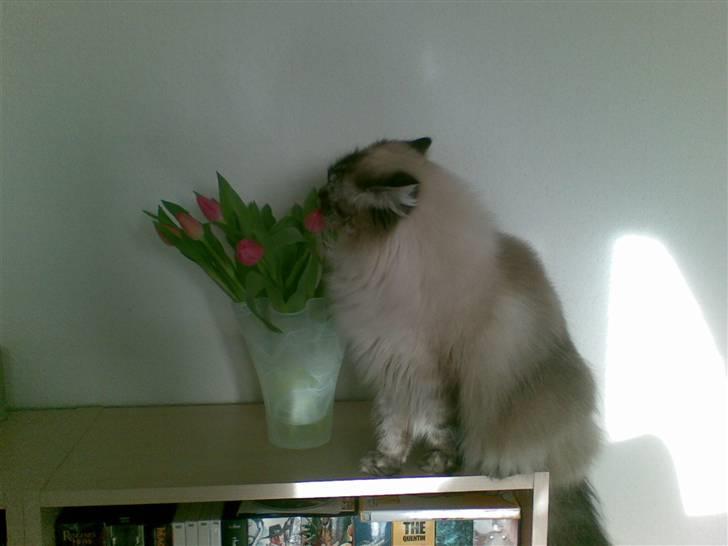 Hellig Birma Wehnerts Max billede 13