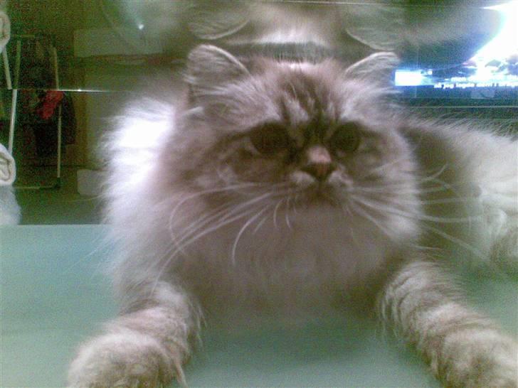 Hellig Birma Wehnerts Max billede 14