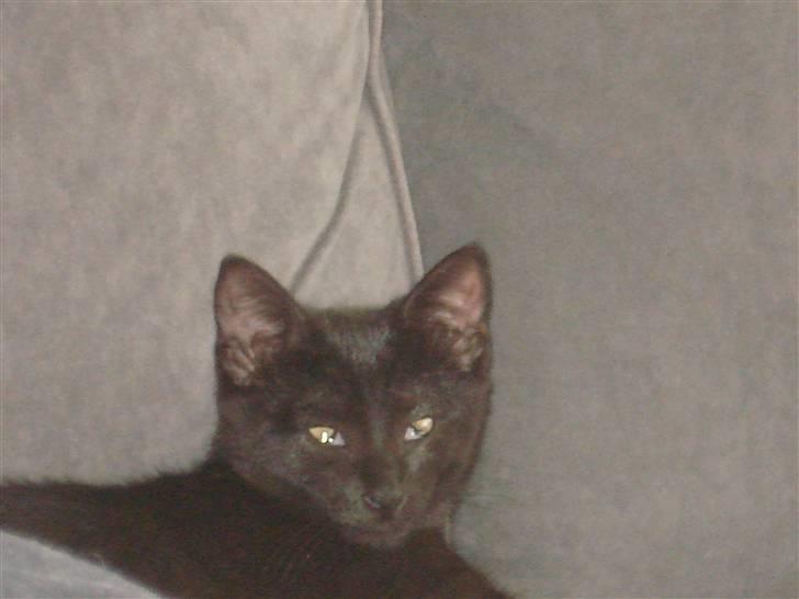 Huskat Bam  billede 7