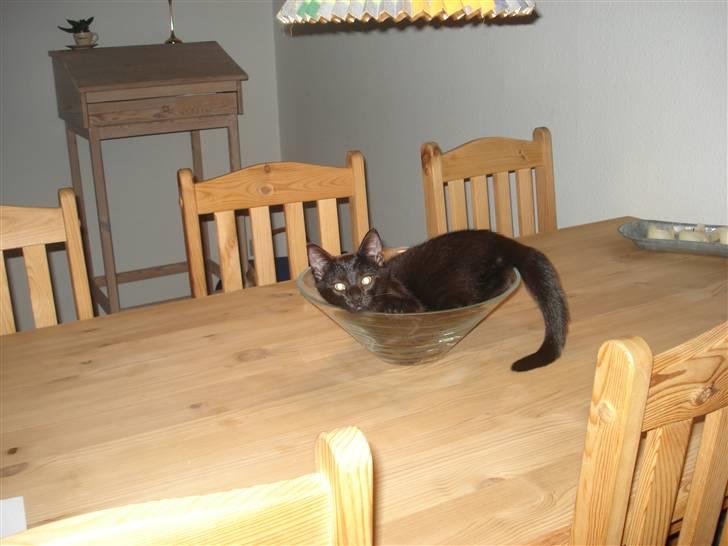 Huskat Bam  billede 8