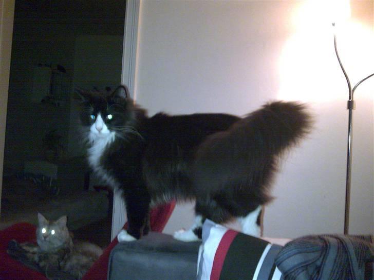 Norsk Skovkat Brutalis R.I.P du skønne lille skat :( billede 12