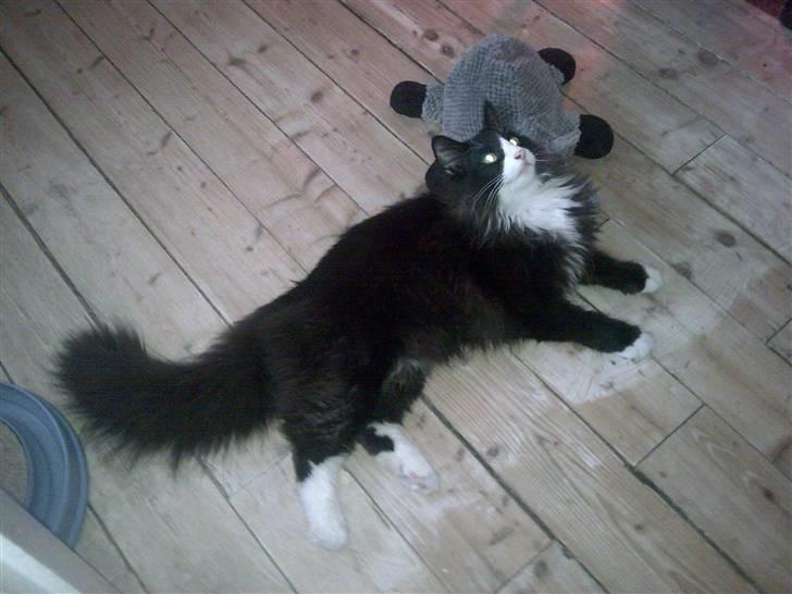 Norsk Skovkat Brutalis R.I.P du skønne lille skat :( billede 13