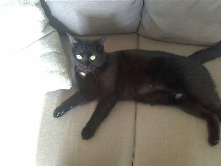 Huskat Mille billede 2