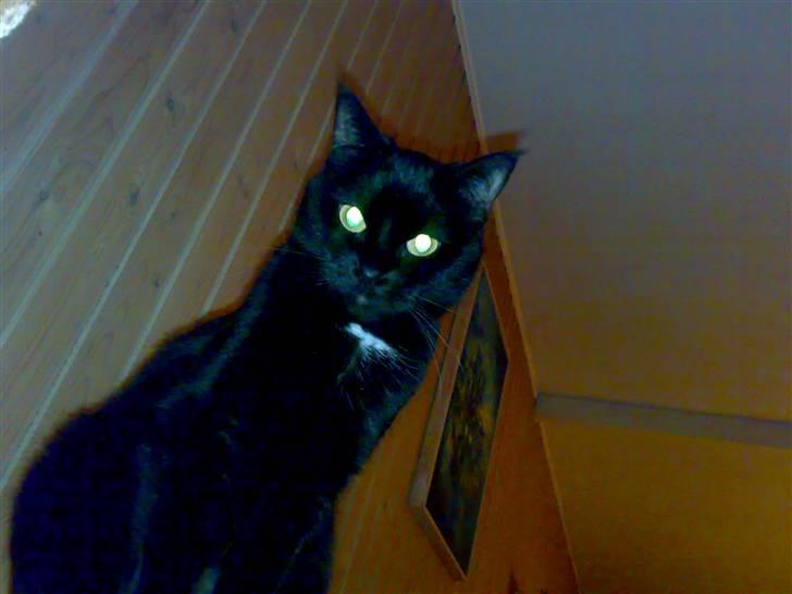 Huskat Mille billede 3