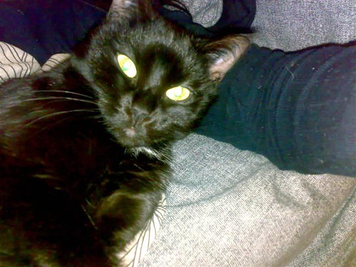 Huskat Mille billede 4