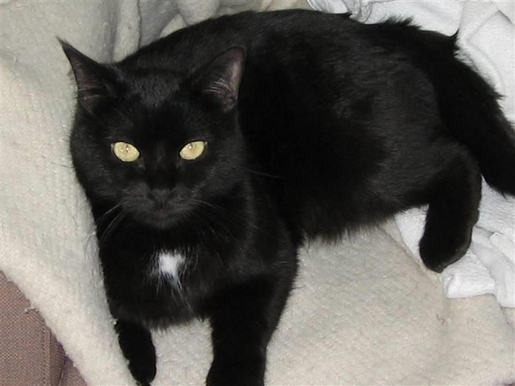 Huskat Mille billede 5