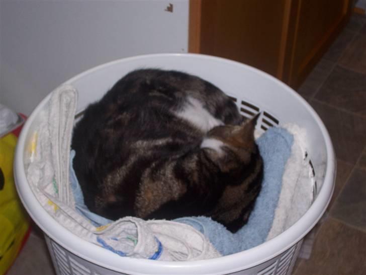 Huskat misser - her putter han i det rene tøj`` misser´´! billede 8