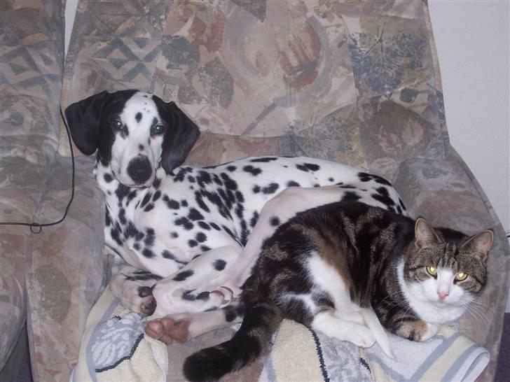 Huskat misser - se nu de to som de dog kan putte. billede 9