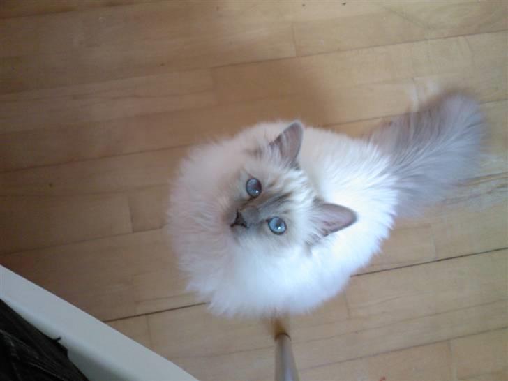 Hellig Birma DK Silky Heart Aisha - Er der mon guf deroppe. :) billede 1