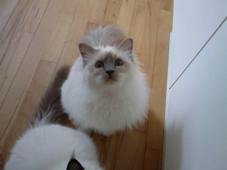 Hellig Birma DK Silky Heart Aisha - Må jeg ikke  få noget guf?? billede 2