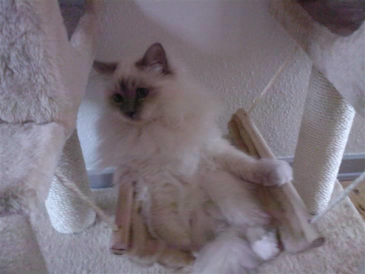 Hellig Birma DK Silky Heart Aisha - Tager lige en slapper i hængekøjen. billede 3