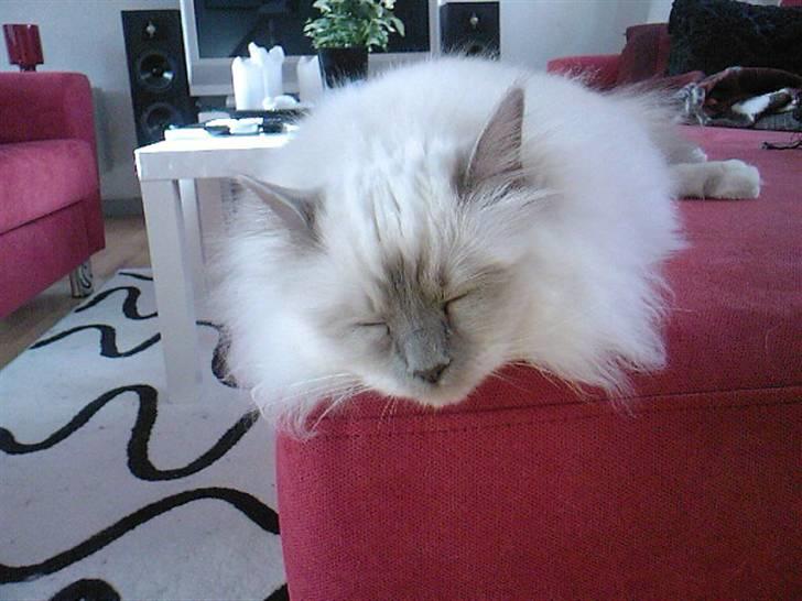 Hellig Birma DK Silky Heart Aisha - Får sig lige en eftermiddagslur. billede 4