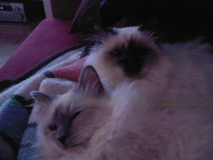 Hellig Birma DK Silky Heart Aisha - Får sig lige en lur med storesøster. billede 5