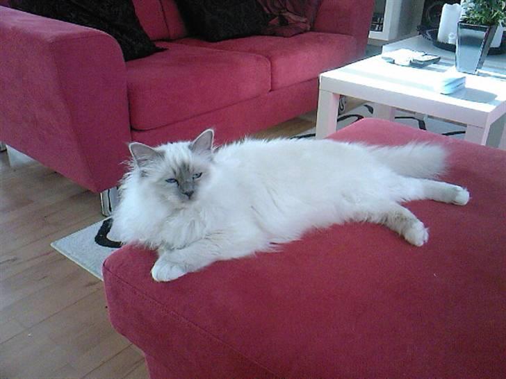 Hellig Birma DK Silky Heart Aisha - Tager lige en slapper på sofaen. billede 6