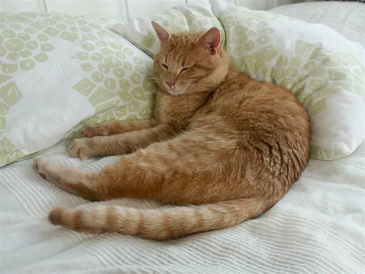 Huskat Lille Kaj billede 1