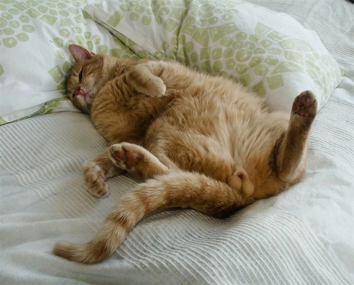 Huskat Lille Kaj billede 2