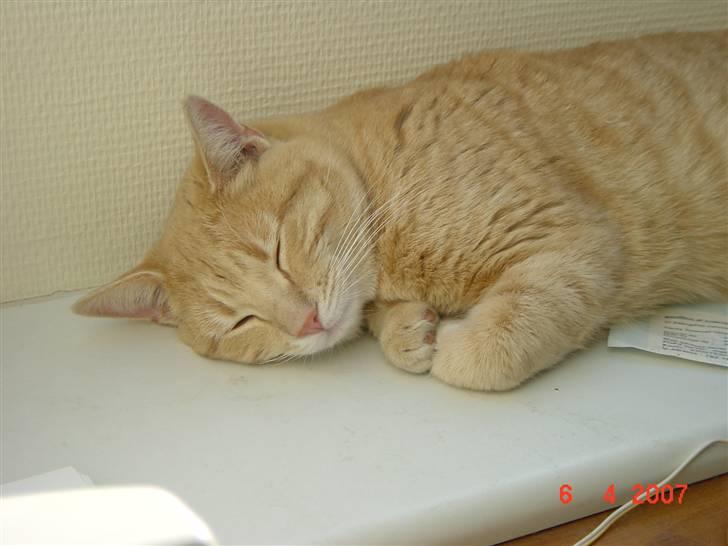 Huskat Lille Kaj billede 3