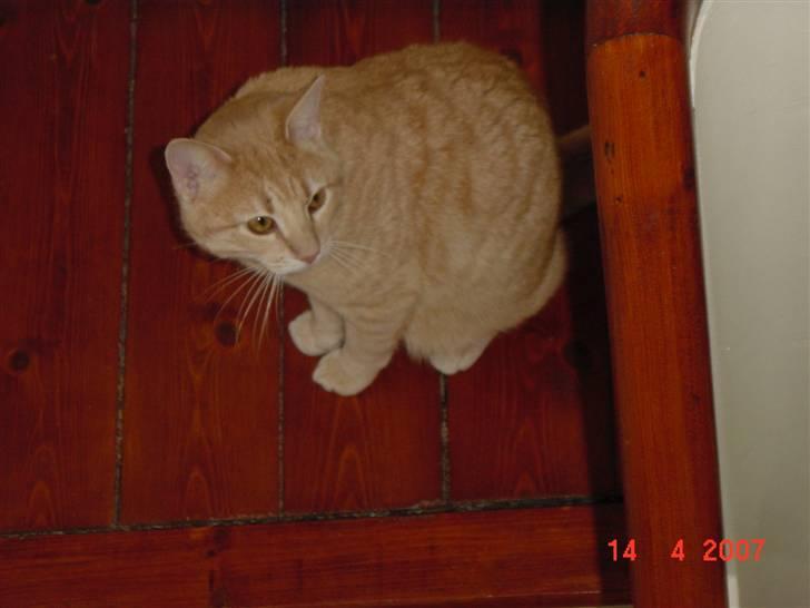 Huskat Lille Kaj billede 4