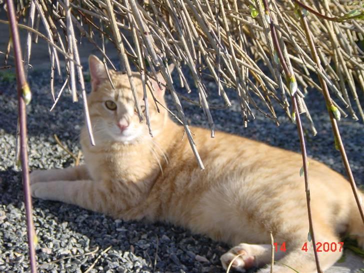 Huskat Lille Kaj billede 5