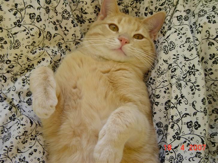 Huskat Lille Kaj billede 6