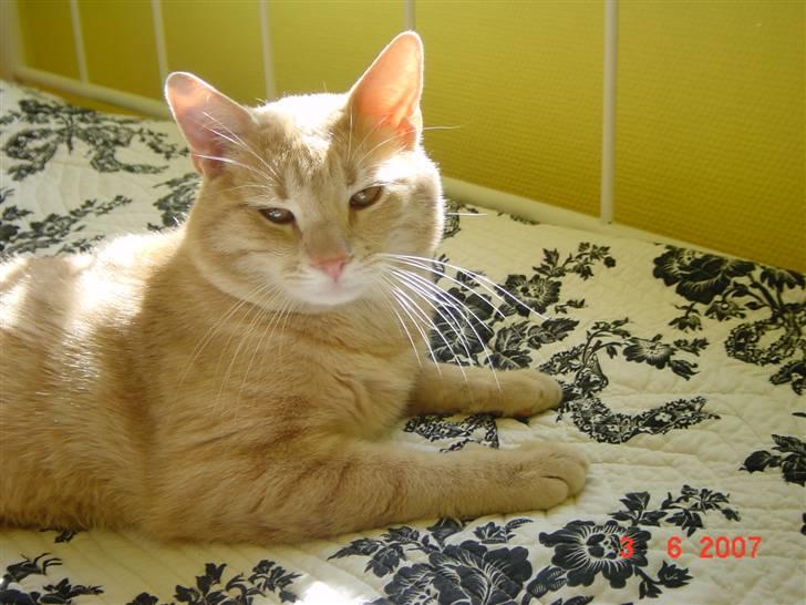 Huskat Lille Kaj billede 7