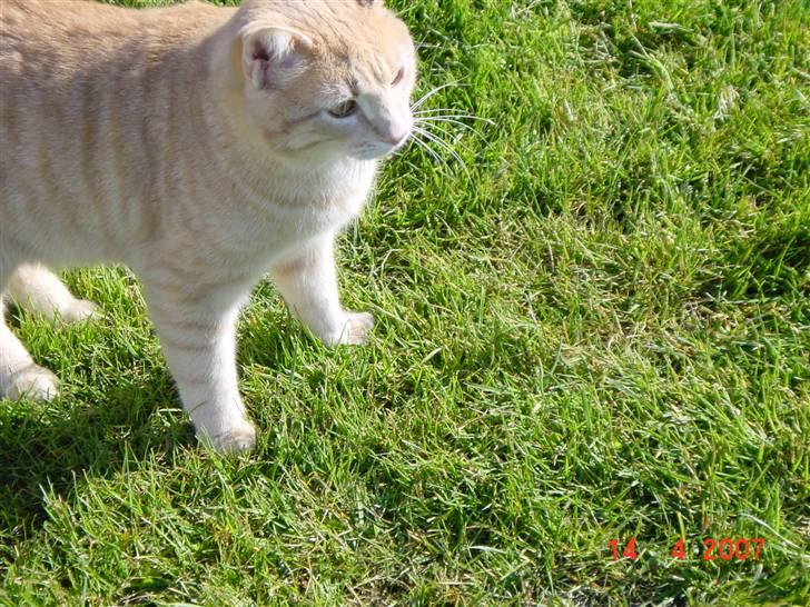 Huskat Lille Kaj billede 8