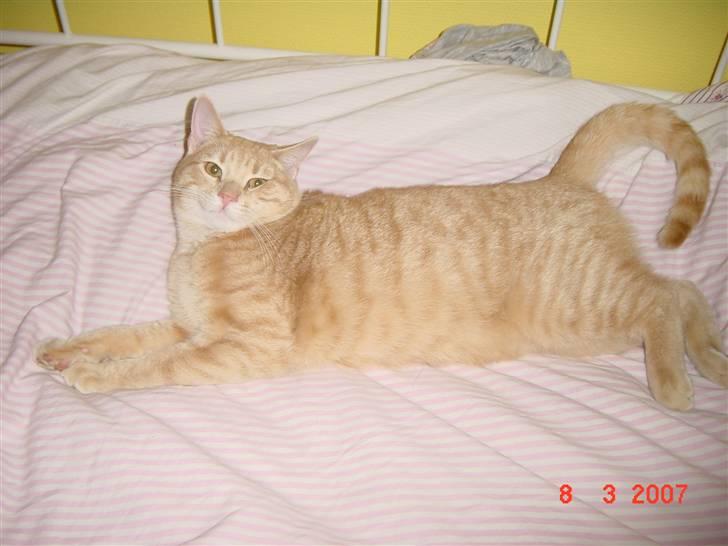 Huskat Lille Kaj billede 9