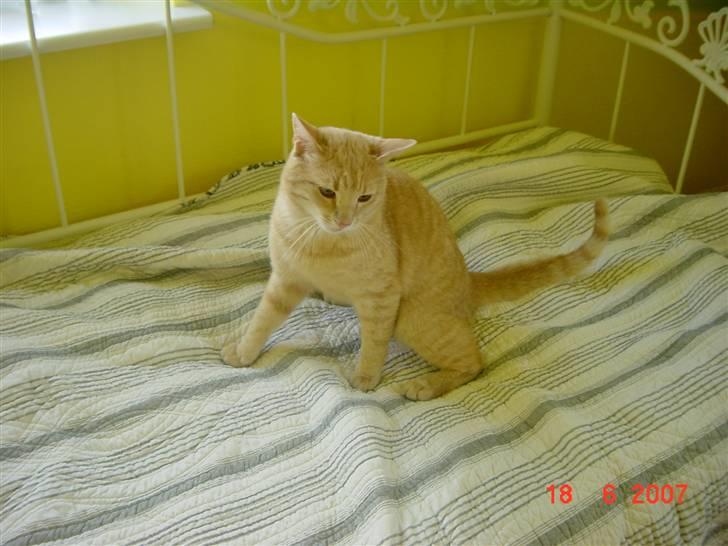 Huskat Lille Kaj billede 10