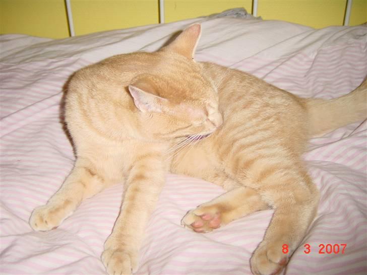 Huskat Lille Kaj billede 11