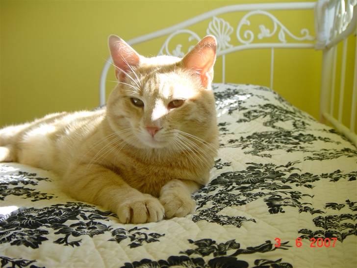 Huskat Lille Kaj billede 12