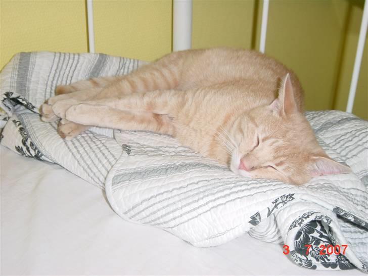 Huskat Lille Kaj billede 13