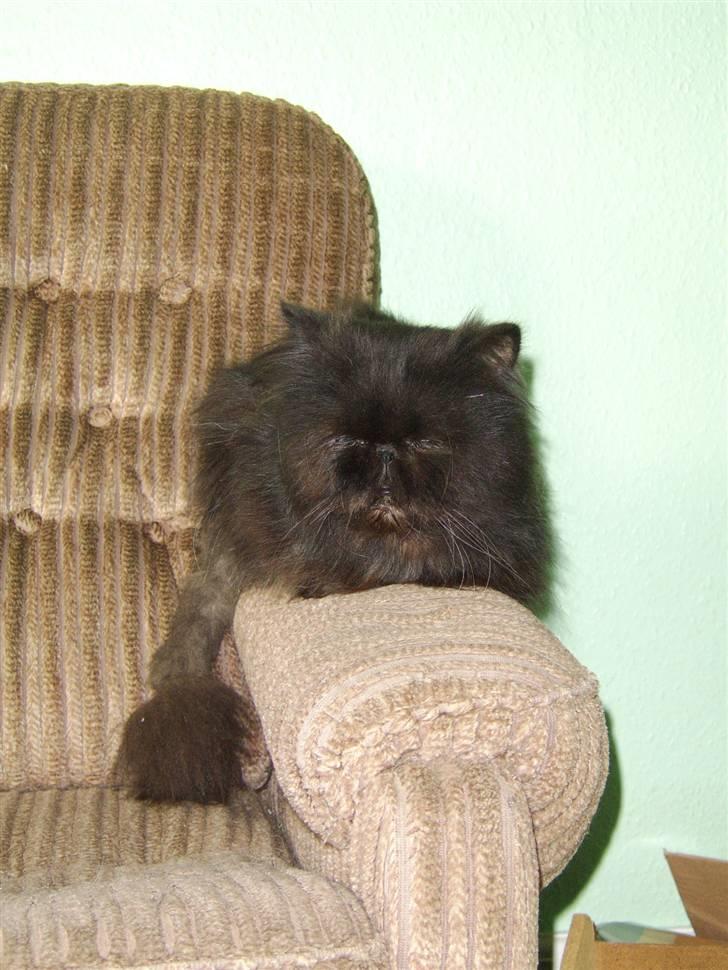 Perser Fergus  billede 7