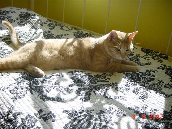 Huskat Lille Kaj billede 14