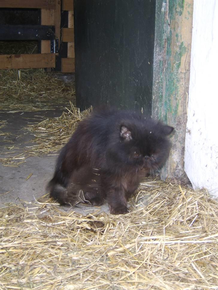 Perser Fergus  billede 8