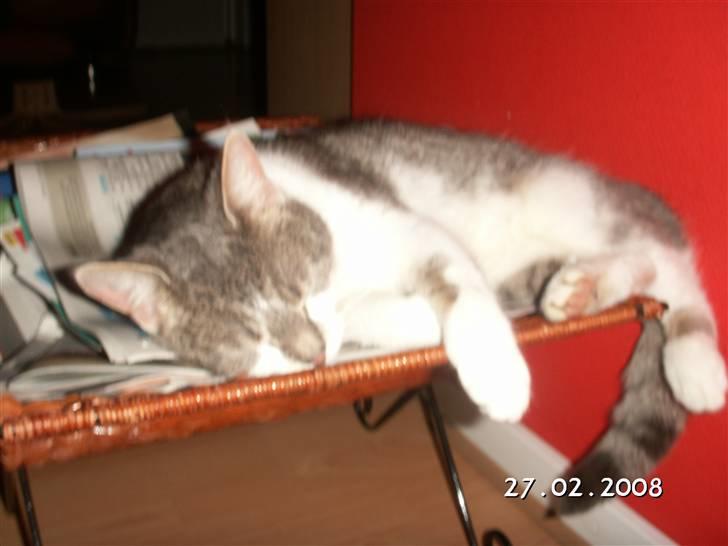 Huskat Freja billede 7