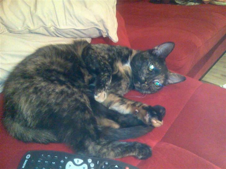 Huskat Tigerdyr  billede 1