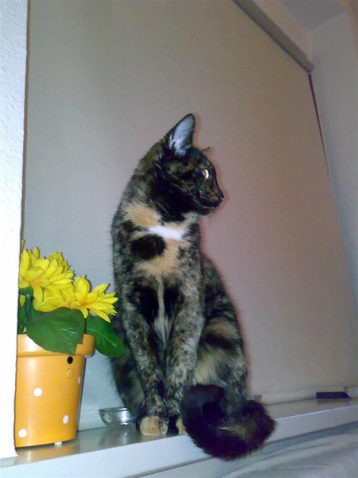 Huskat Tigerdyr  billede 2