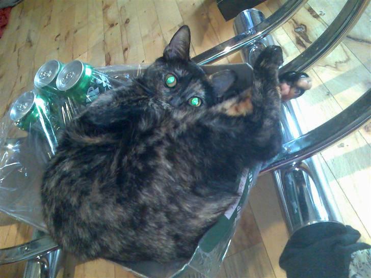 Huskat Tigerdyr  billede 3